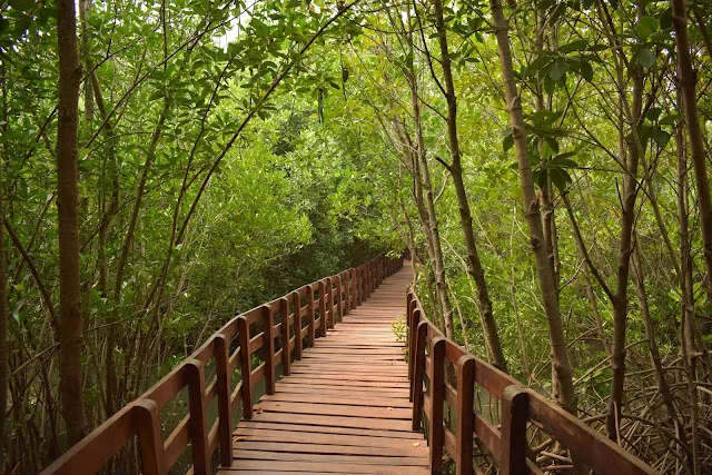 Elevated wooden boardwalk through the scenic Kandla mangrove forest